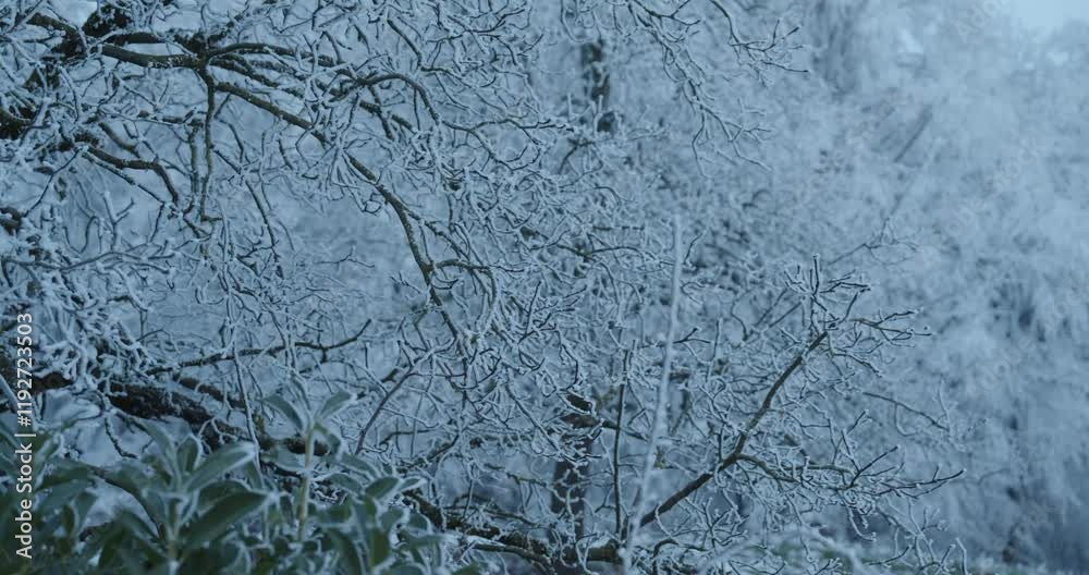 frozen landscape and trees close up frozen landscape and trees close up