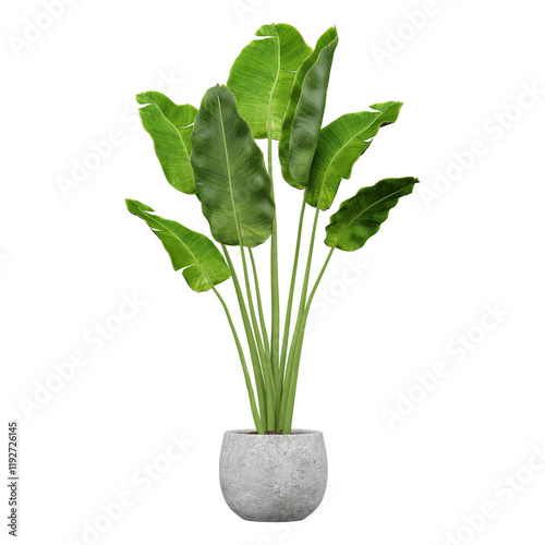 collection of Alocasia brisbanensis plant in planter with realistic style