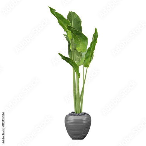 Wallpaper Mural collection of Strelitzia Nicolai plant in pot with realistic style Torontodigital.ca