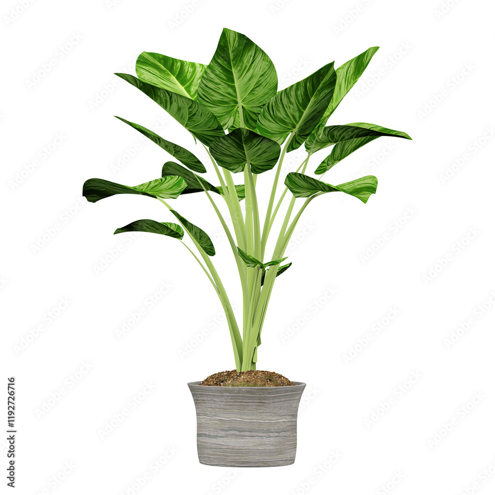 Fototapeta premium Green beautiful Alocasia plant in planter isolated on Canvas