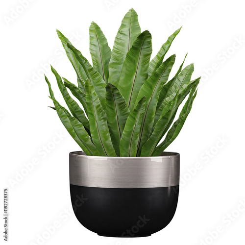 collection of Bird's-nest fern Plant in black planter with realistic style