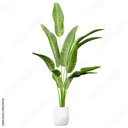 collection of Strelitzia nicolai Plant in white planter with realistic style