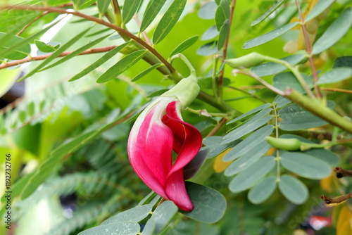 Bright red flower of Sesbania Grandiflora blooming on branch with green leave in Thailand. photo