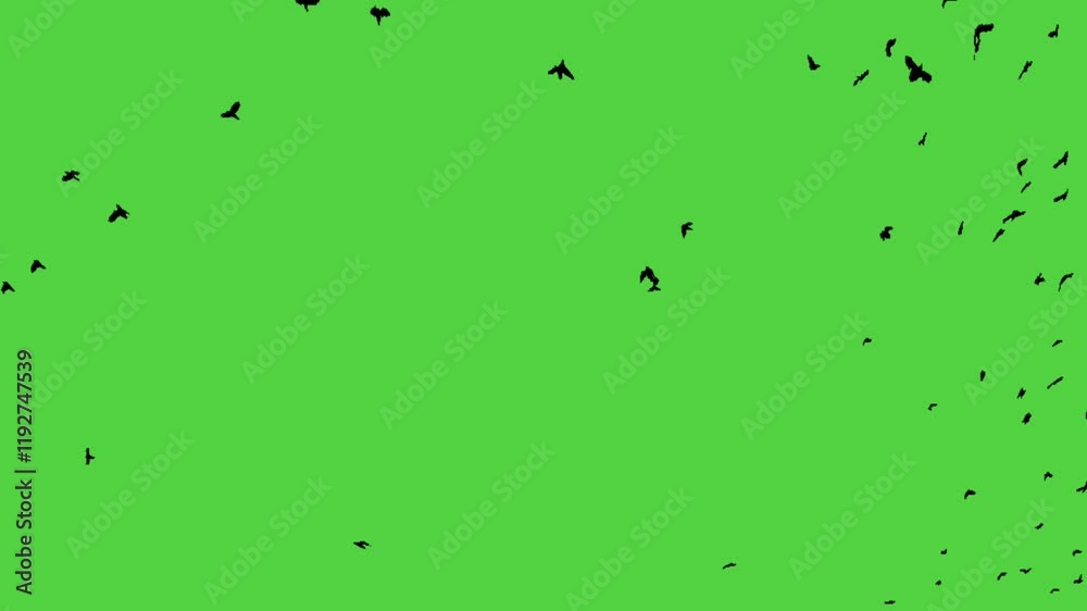 Flock of birds flying together on green screen background for wildlife and nature motion projects