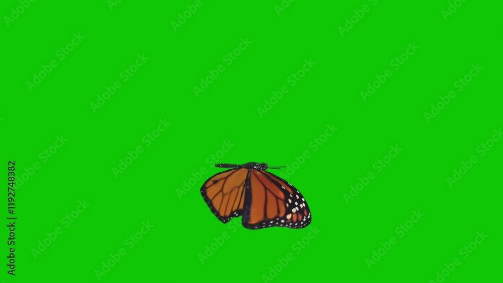 Orange butterfly flying animation on green screen background video for motion graphics projects