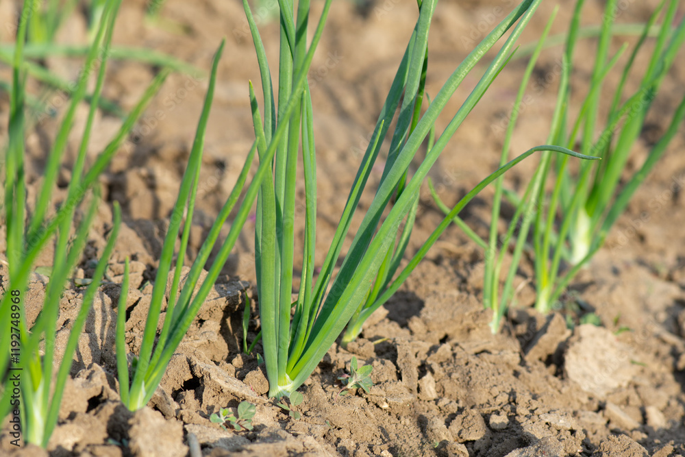 Young shoots of Allium cepa on the vegetable bed in spring. Growing vitamin green plants in the vegetable garden. Young shoots of Allium cepa on the vegetable bed in spring. Growing vitamin green plants in the vegetable garden.
