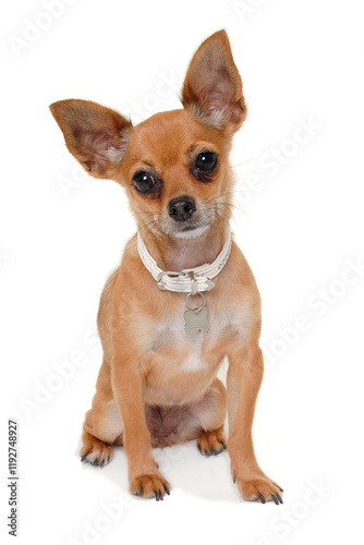 chihuahua puppy dog is sitting on a white background