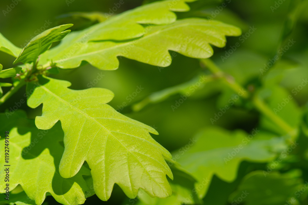 Background of young oak leaves in spring in the forest. Background of young oak leaves in spring in the forest.