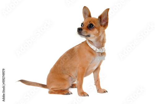 chihuahua puppy dog is sitting on a white background