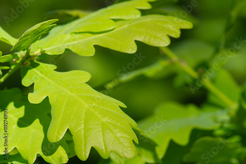 Background of young oak leaves in spring in the forest.