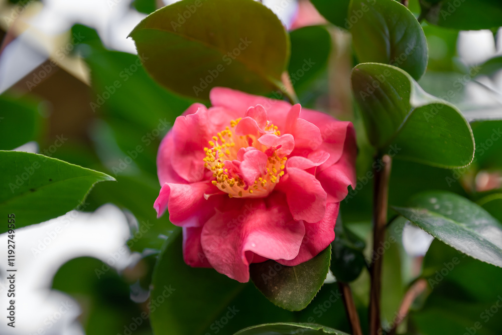 A vibrant pink peony-like camellia with layered petals, set among lush green leaves, captured in soft light with a blurred natural background A vibrant pink peony-like camellia with layered petals, set among lush green leaves, captured in soft light with a blurred natural background