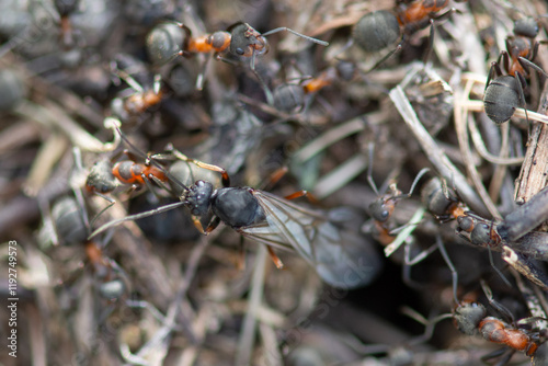 Colony of wood ants (Formica rufa), winged female queen close-up. Social hymenoptera insects. photo