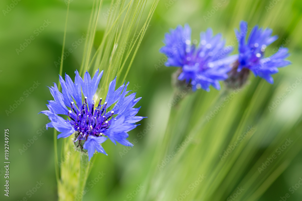 Blue cornflower (Centaurea jacea) blooms in the spring in the field. Wildflowers. Blue cornflower (Centaurea jacea) blooms in the spring in the field. Wildflowers.