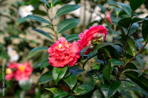 Elina Cascade camellia in bloom, showcasing its pendulous branches with pink-tinged white flowers photo