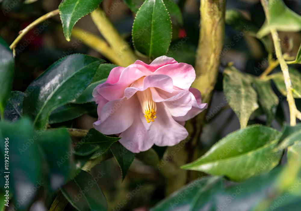 Elegant pink camellia flower with a radiant yellow center, surrounded by lush green foliage, captured in soft natural lighting Elegant pink camellia flower with a radiant yellow center, surrounded by lush green foliage, captured in soft natural lighting