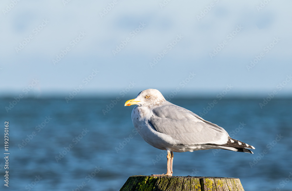 Silbermöwe steht auf einem Bein auf Holpfahl. Im Seitenprofil mit Blick auf Richtung Strand ,so das Auge und Schnabel gut zu sehen sind. Im Hintergrund geht das mehr in den Himmel über Silbermöwe steht auf einem Bein auf Holpfahl. Im Seitenprofil mit Blick auf Richtung Strand ,so das Auge und Schnabel gut zu sehen sind. Im Hintergrund geht das mehr in den Himmel über