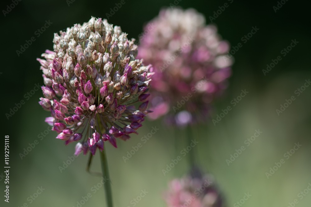 Large wild onion inflorescences (allium rotundum) in summer. Collection of medicinal herb. Large wild onion inflorescences (allium rotundum) in summer. Collection of medicinal herb.