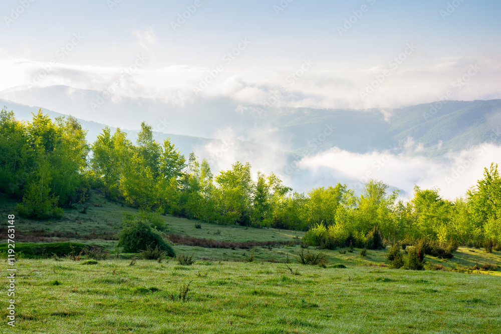 carpathian countryside with alpine meadow. forest on the hill. sunny morning. scenery of ukrainian highland with grassy field in spring. landscape with distant valley in fog. vacation in springtime