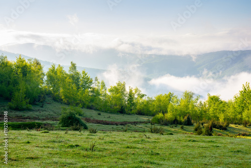 Obraz na płótnie carpathian countryside with alpine meadow. forest on the hill. sunny morning. scenery of ukrainian highland with grassy field in spring. landscape with distant valley in fog. vacation in springtime w salonie