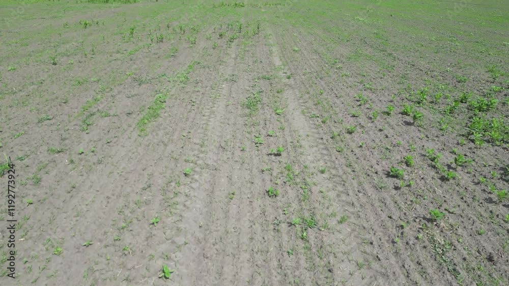 An aerial view of a newly planted field in the spring, showing rows of emerging plants and bare soil. An aerial view of a newly planted field in the spring, showing rows of emerging plants and bare soil.