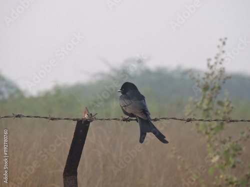 Khijadia Bird Sanctuary is a popular destination for bird watchers and nature enthusiasts located near Jamnagar, Gujarat photo