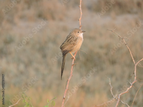 Khijadia Bird Sanctuary is a popular destination for bird watchers and nature enthusiasts located near Jamnagar, Gujarat photo