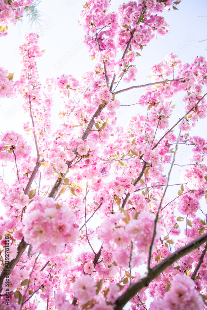 Pink sakura flowers. Pink cherry blossom. Soft pink background Pink sakura flowers. Pink cherry blossom. Soft pink background