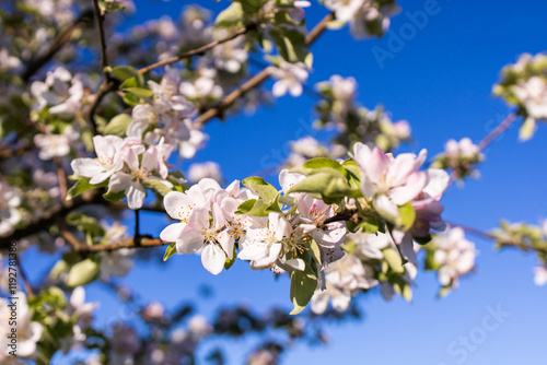 Spring flowering of trees. White-pink flowers of apple tree. Apple tree blossoms