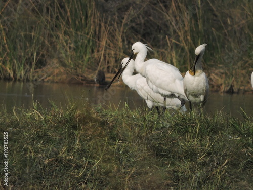 Khijadia Bird Sanctuary is a popular destination for bird watchers and nature enthusiasts located near Jamnagar, Gujarat photo