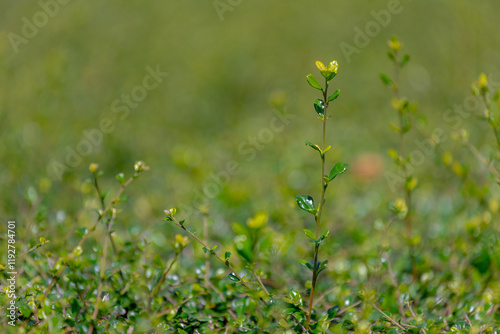 Selective focus of small and tiny green leaves in the garden, Streblus asper is a tree known by several common names, Siamese rough bush, Khoi, Serut, and Toothbrush tree, Natural greenery background. photo