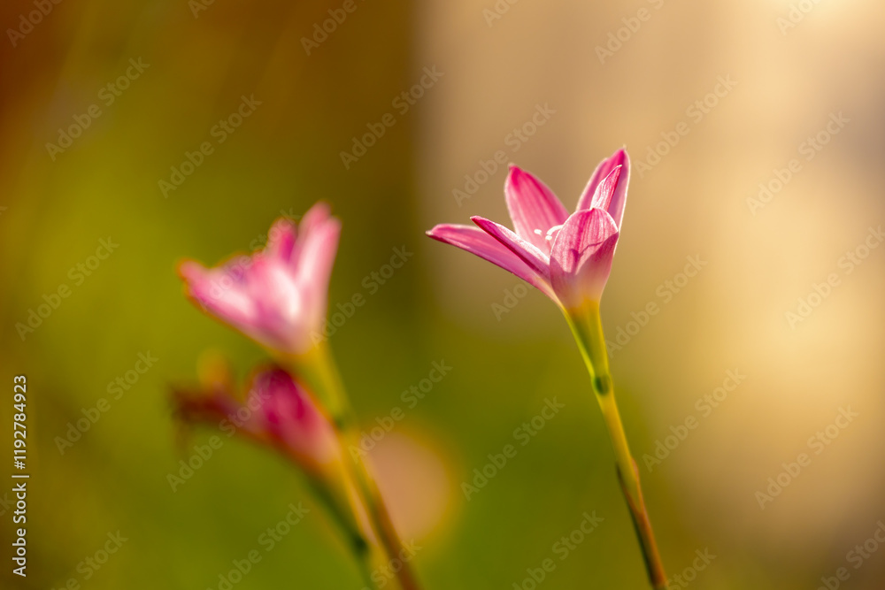 Selective focus of flowers in the garden with warm sunlight, Zephyranthes carinata commonly known as the rosepink zephyr lily or pink rain lily is a perennial flowering plant, Natural flora background Selective focus of flowers in the garden with warm sunlight, Zephyranthes carinata commonly known as the rosepink zephyr lily or pink rain lily is a perennial flowering plant, Natural flora background