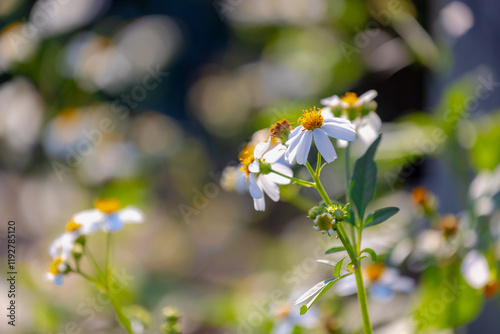 Selective focus of of white flowers with green leaves on the side road of countryside, Bidens alba commonly known as shepherd's needles which belongs to the family Asteraceae, Nature floral background photo