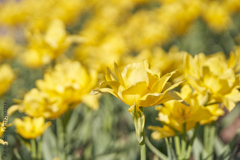 Vibrant yellow tulips in sunlit field: close up of blooming flowers and fresh green stems in bright springtime setting. Vibrant yellow tulips in sunlit field: close up of blooming flowers and fresh green stems in bright springtime setting.