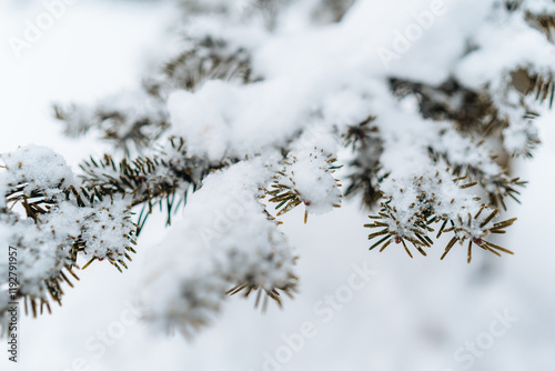 Close-up of a snow-covered evergreen branch, emphasizing the intricate details of winter nature. Ideal for seasonal and nature-focused visual projects. photo