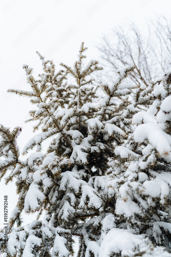 Close-up of snow-laden evergreen branches, capturing the serene beauty of winter nature. Ideal for seasonal projects, holiday themes, or nature-related designs. Close-up of snow-laden evergreen branches, capturing the serene beauty of winter nature. Ideal for seasonal projects, holiday themes, or nature-related designs.