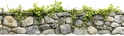 Ancient stone wall with climbing green ivy plants panoramic view on white background
