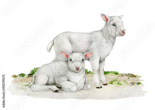 Couple of lambs on the ground vintage style illustration on white background. Hand drawn two cute baby sheep farm animal. Perfect for farm themed designs, Easter decor, countryside inspired projects photo