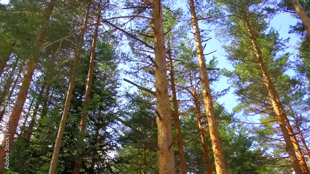 Forest with many trees and a clear blue sky