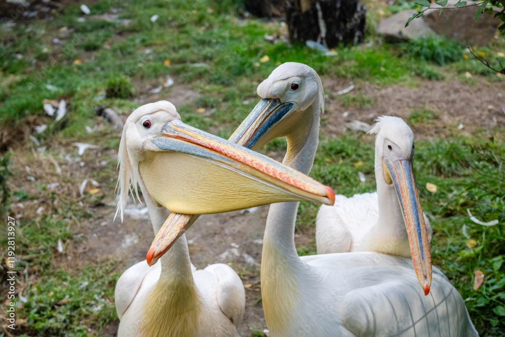 View on white pelicans resting at warm day View on white pelicans resting at warm day