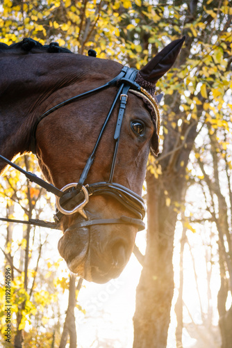 Horse's head, adorned with traditional tack, against a backdrop of golden autumn foliage. photo