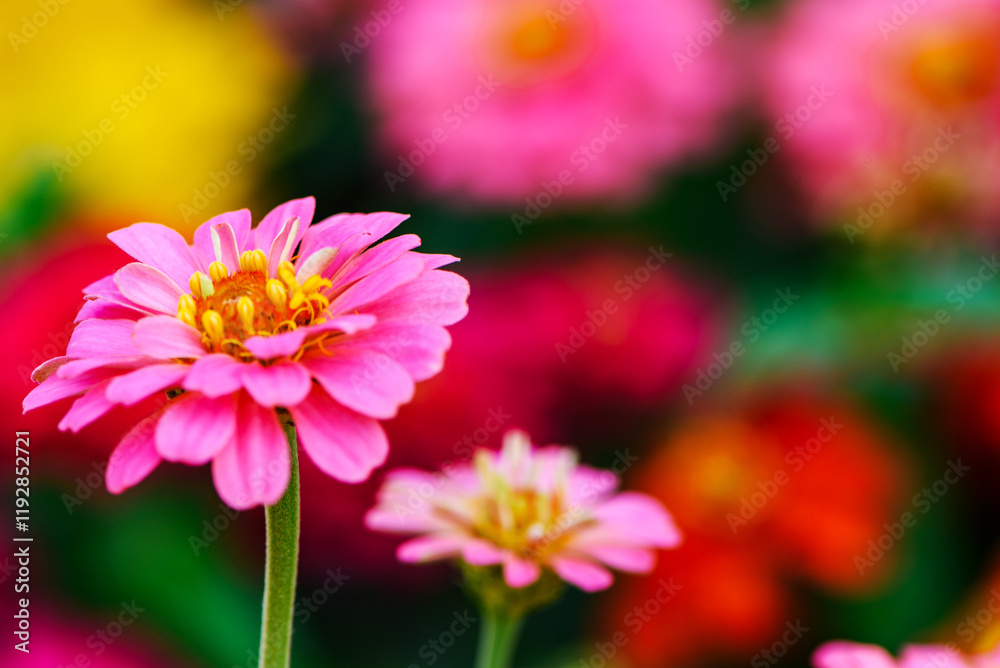 Obraz premium pink zinnia against blurred colorful nature background