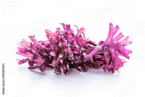 Irish sea moss, Chondrus crispus, edible seaweed, purple, isolated on a white background photo