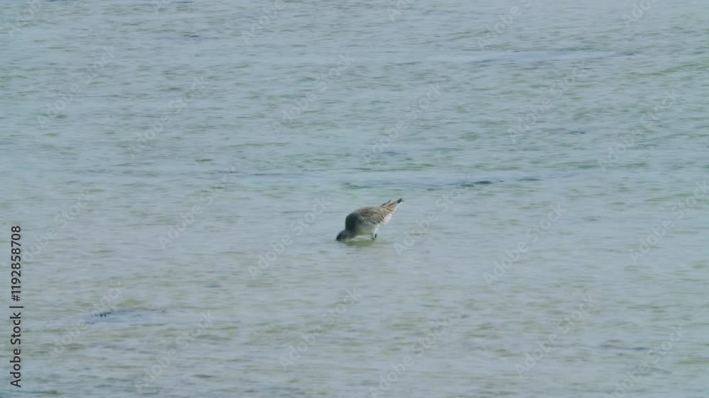 Shore bird feeding in Sitra shore Shore bird feeding in Sitra shore