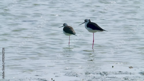 Two shore birds standing in water at Sitra shore photo