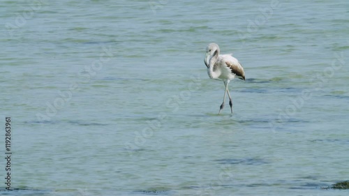 Two young flamingo birds wading in Sitra shore photo