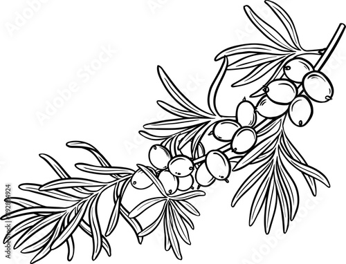 Sea buckthorn Branch Outline Illustration