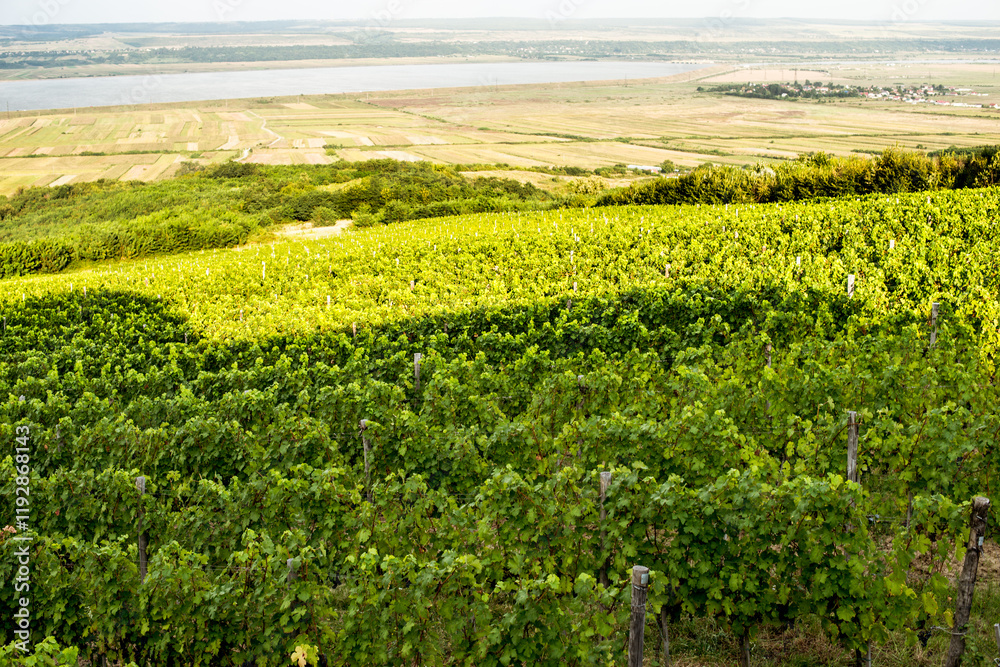 Vineyard in Tuscany on a sunny spring day