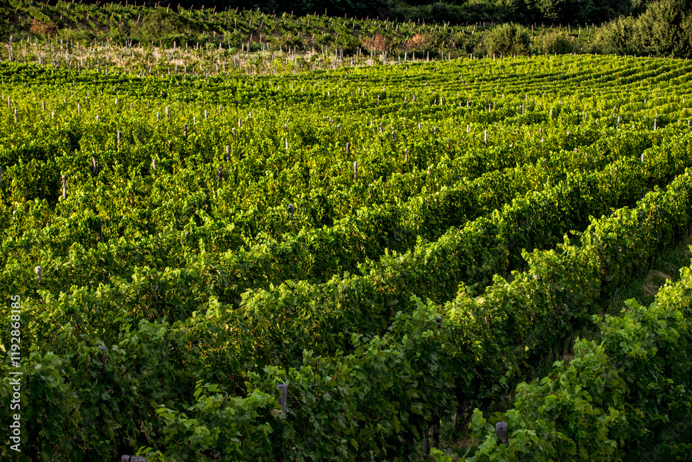 Vineyard in Tuscany on a sunny spring day