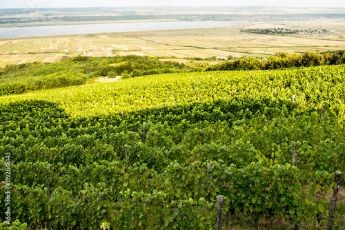 Obraz na płótnie Vineyard in Tuscany on a sunny spring day w salonie