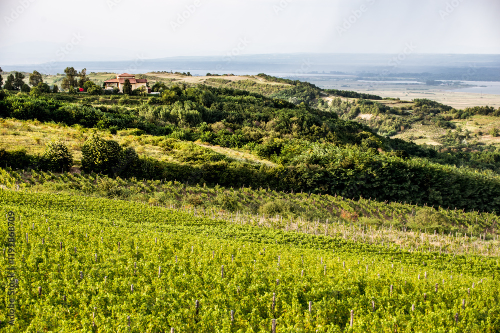 Vineyard in Tuscany on a sunny spring day
